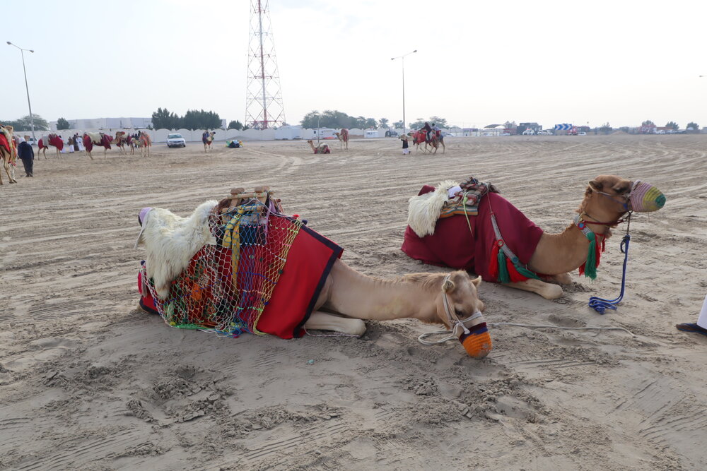 Desert safari & Inland Sea tour – Camel ride