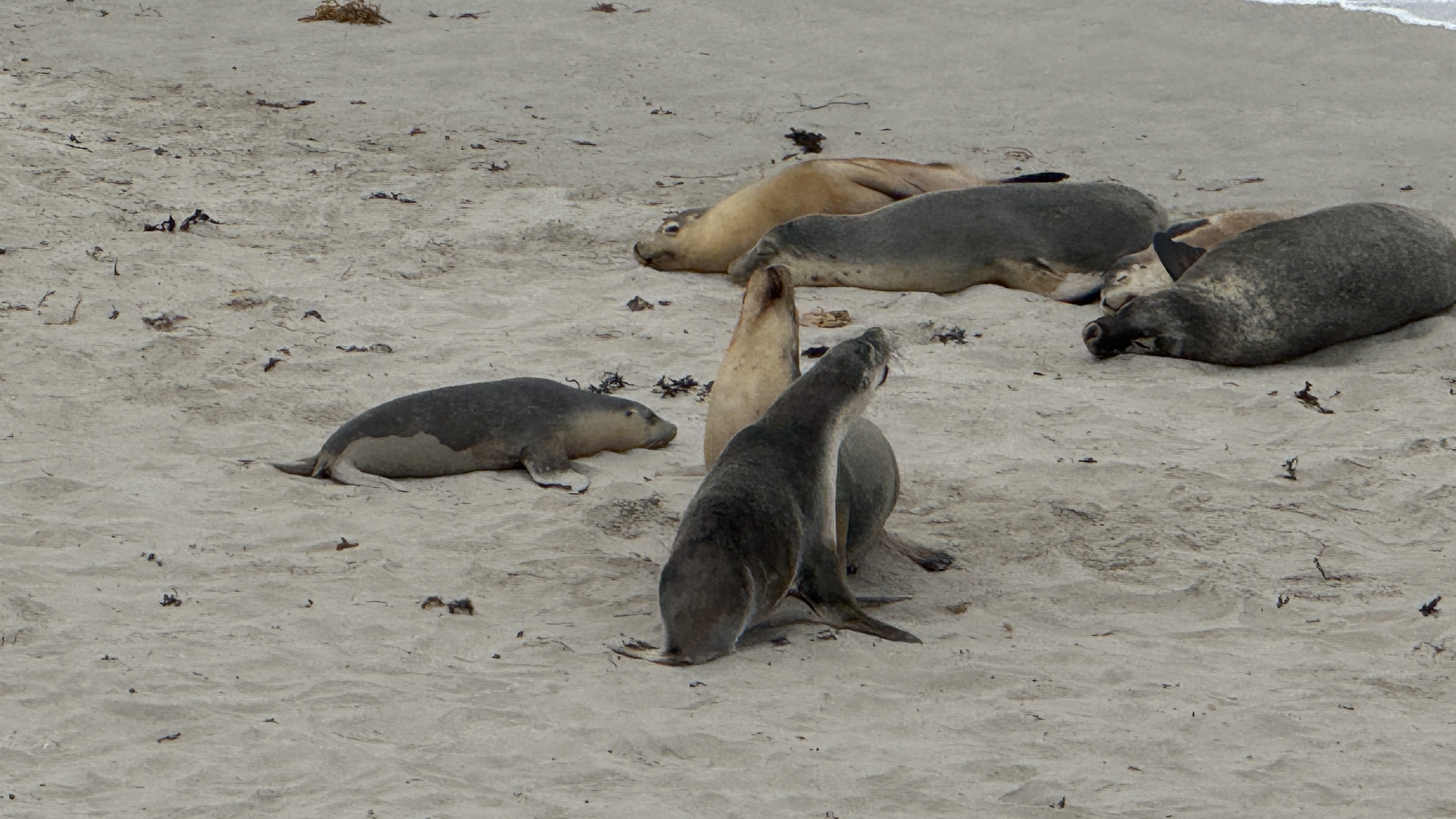 Australian sea lions at Seal Bay